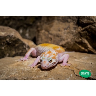 Gecko Leopardo (Hembras/Medianos)